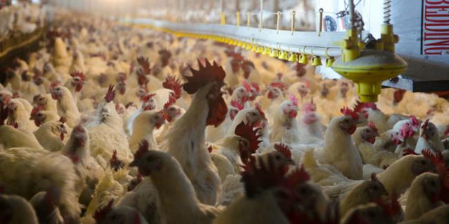 American Farms Cull Millions Of Chickens Amid Virus-Related Staff Shortages At Processing Plants